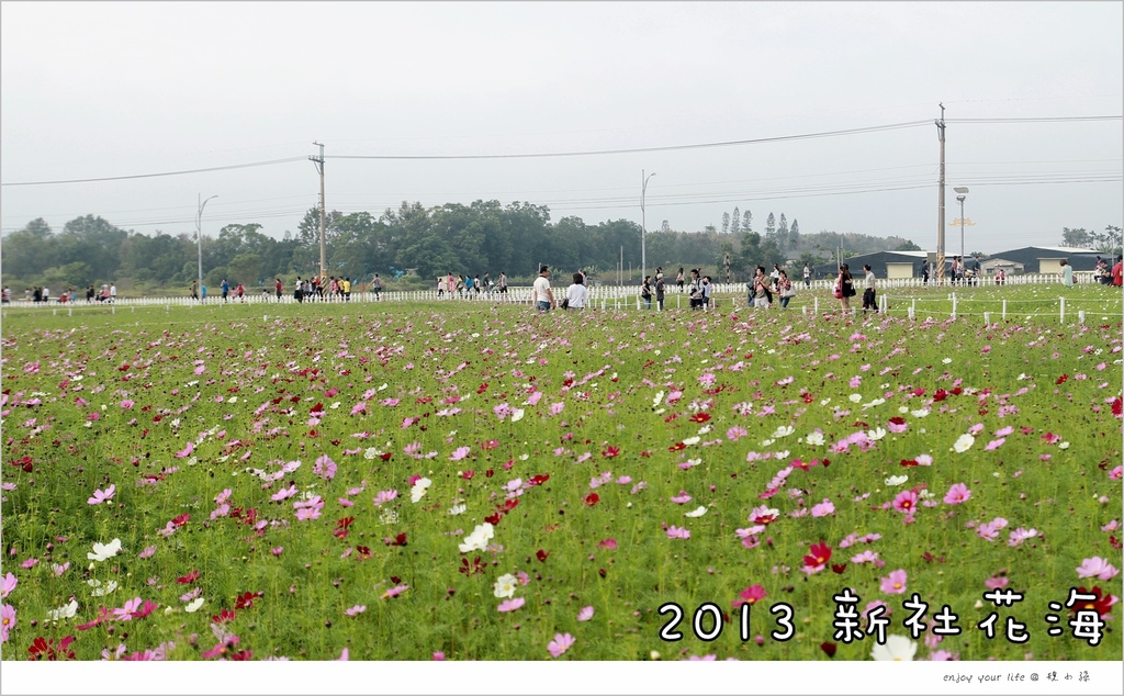 新社花海,波斯菊,薰衣草,魔法屋,秋冬交接,戶外活動,台中景點,台中,花海,花毯節,波斯