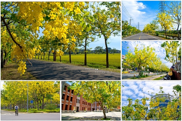 2014台南阿勃勒花季--黃金雨全攻略 阿勃勒花季,台南市府觀光局,成大圍牆,東豐路黃金隧道,巴克禮紀念公園,虎頭埤風景區,遠東科技大學,阿勃勒,花季,黃金雨