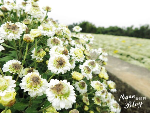 苗栗銅鑼,杭菊花季,九湖休閒農場,2014銅鑼杭菊芋頭節,秋天旅遊,賞花活動,親子景點,苗栗,銅鑼,杭菊芋頭節,花田,賞花,休閒農