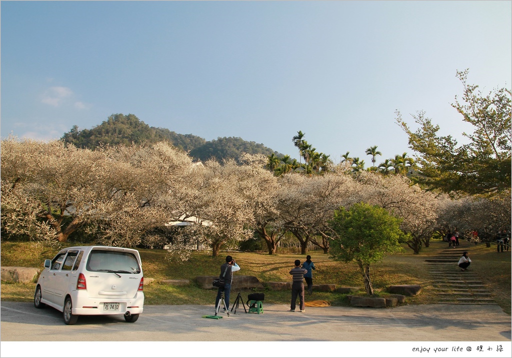 南投,國姓鄉,私房餐廳,梅花,互助國小,中華路,景觀,仁愛,國姓,私房,賞梅