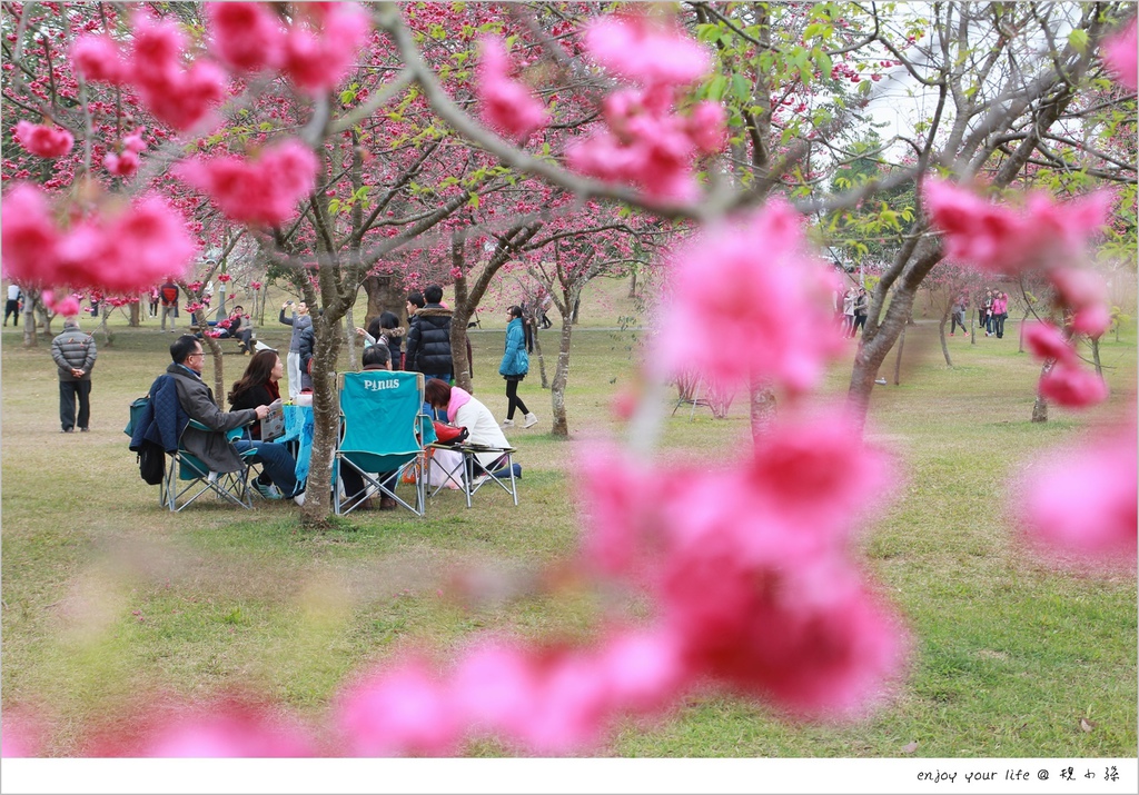 櫻花林,暨南大學,南投埔里,花況,野餐場地,戶外跑跳,李花,南投,櫻花,賞櫻,埔里