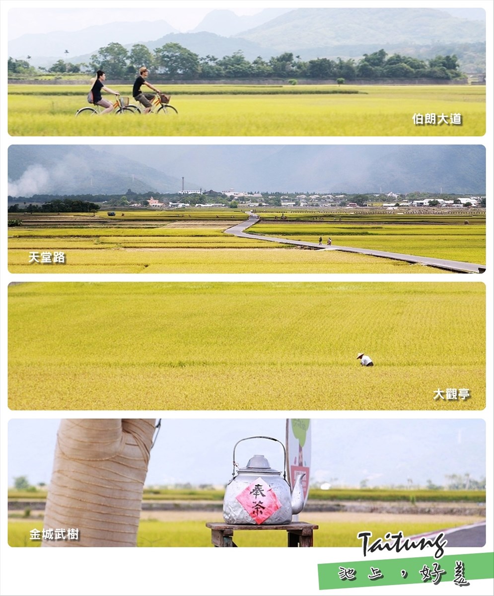 池上伯朗大道,金城武樹,天堂路,大觀亭,稻田,自行車租賃,收割季,台東,池上,伯朗大道,熱氣