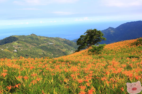 金針山,忘憂谷,六十石山,迎曦樓,觀海樓,楓林步道,太麻里,金針花,台東,步道,雲海