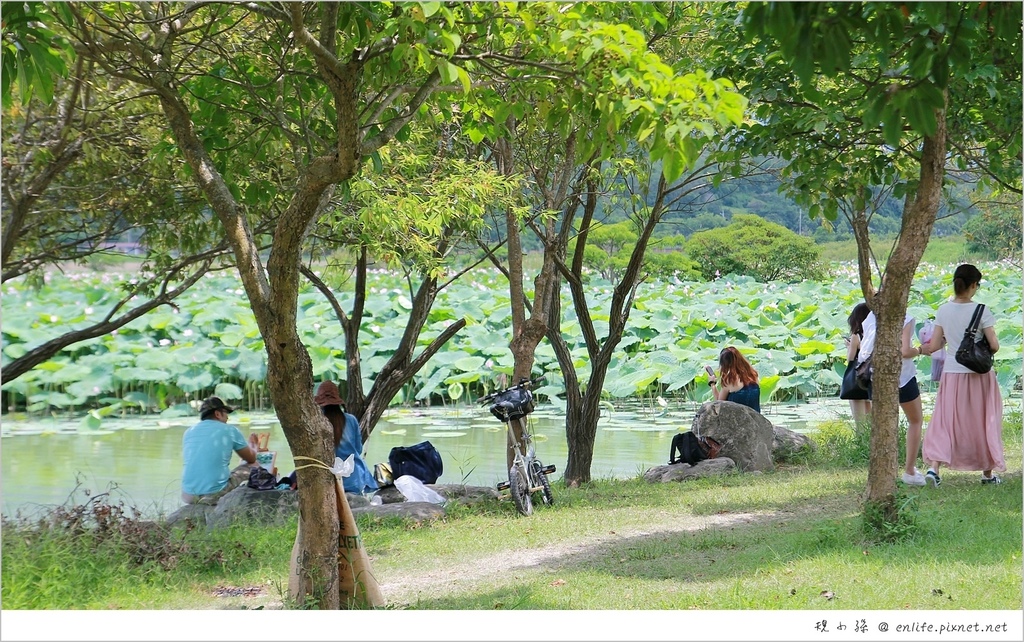 池上大坡池,台東,伯朗大道,荷花湖,大自然,夏天旅遊,山巒倒影,池上,大坡池,荷花,蓮花,車站