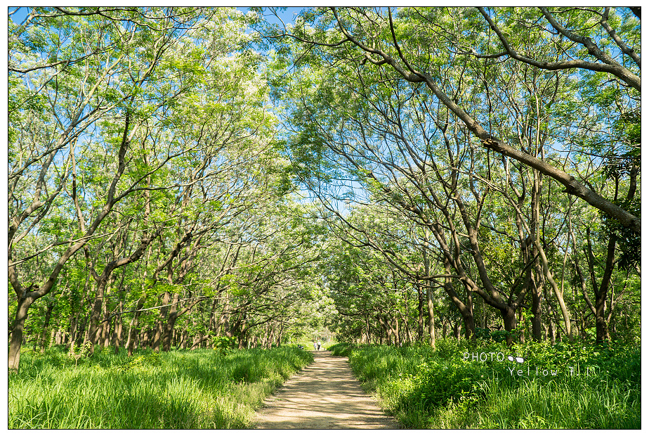 虎山苦楝森林,台南仁德,台南都會公園,春季,婚紗拍攝景點,城市綠肺,森林步道,台南,虎山森林,苦楝,苦楝森林,仁德,賞花,虎山農場,秘境,攝影,婚攝,部落