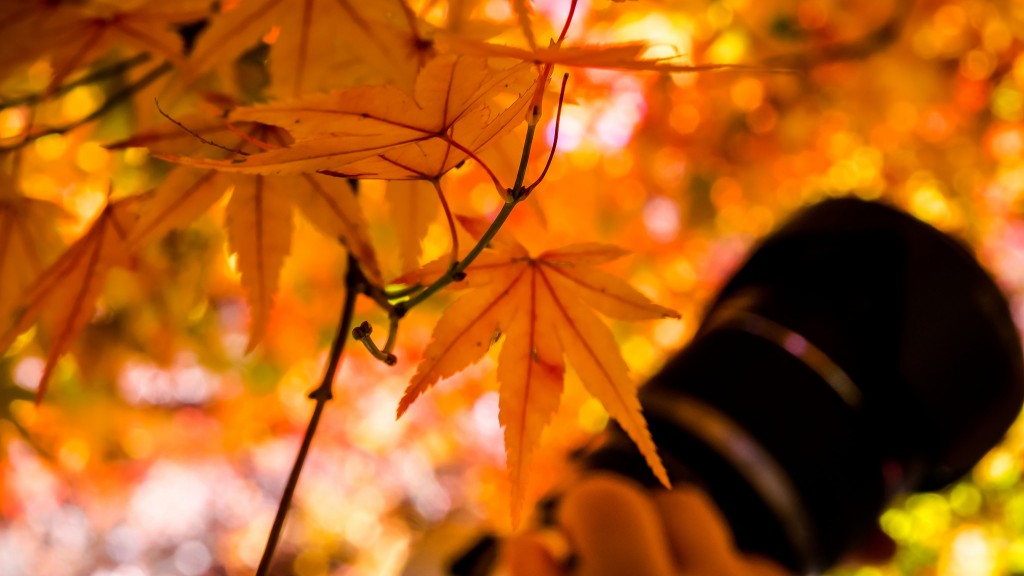 司馬庫斯,觀霧公園,阿里山,明池,杉林溪,石門水庫,太平山,賞楓,紅葉前線,秘境,楓葉,楓紅,新竹,觀霧森林,桃園,嘉義,宜蘭,台中,大雪山,木馬古道,南投,奧萬大,武陵農場,陽明山,台北奧萬大,福壽山,松廬,百岳,小百岳,步道,雲海