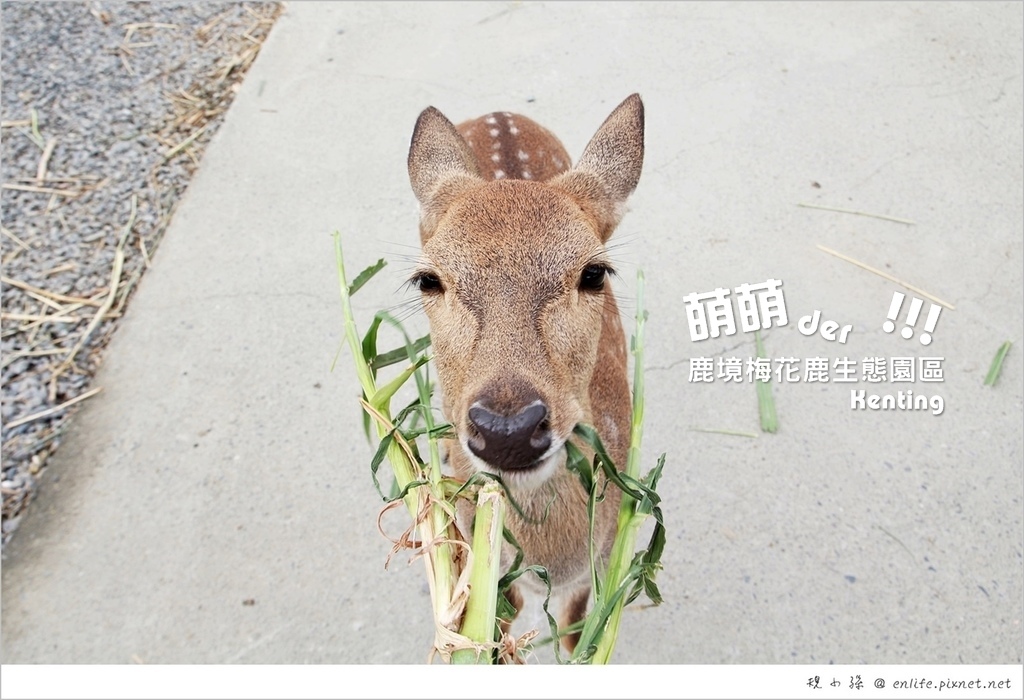 鹿境梅花鹿生態園區,梅花鹿,動物互動,親子旅遊,屏東,恆春,自然生態,墾丁,親子,打卡,IG,instagram