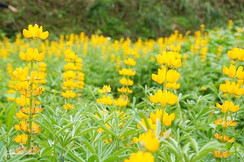 貓空,樟樹步道,魯冰花,彩雲亭,落羽松,芒草,光羽塩,木柵,花海,花季