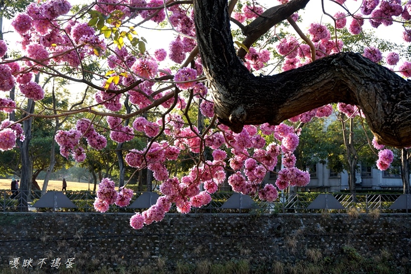 台中西屯,洋紅風鈴木,朝馬國民運動中心,潮洋環保公園,紅花風鈴木,綠川,櫻花,台中,西屯,潮洋溪,百岳,步道