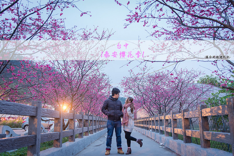 台中,泰安派出所,八重櫻,夜櫻,櫻花步道,賞櫻活動,賞櫻地点,櫻花,賞櫻,小百岳