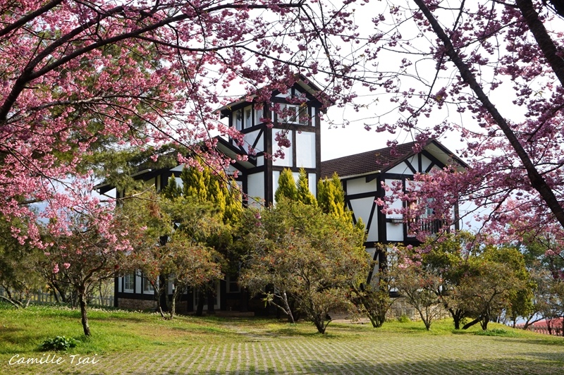 清境,太魯閣,中橫公路,合歡山,碧綠神木,長白山民宿,箱根溫泉,埔里,南投,賞櫻,櫻花,紅粉佳人,百岳,步道