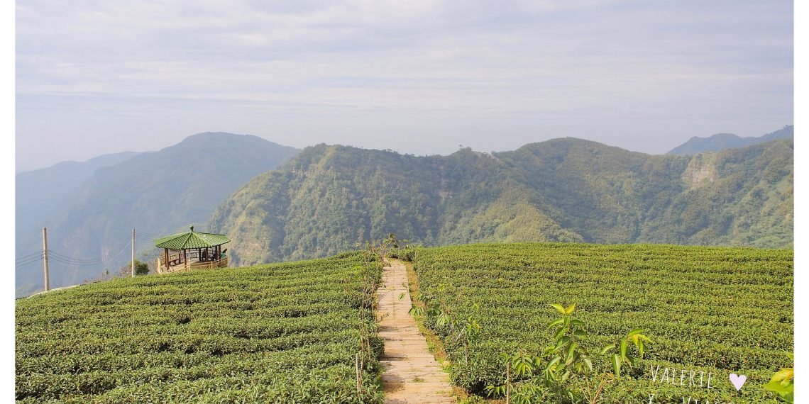 軟鞍八卦茶園,竹山鎮,八卦茶園,茶葉,太極峽谷,大鞍竹海風景區,南投,廣告,拍攝,場景,竹山,軟鞍,茶裡王