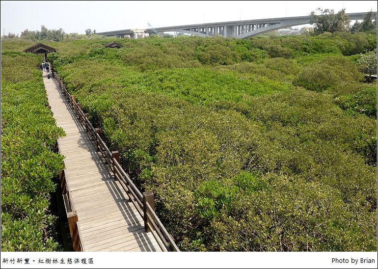 新豐紅樹林,紅毛港遊憩區,木棧道,生態系,水筆仔,海茄苳,二層樓涼亭,新豐,紅樹林生態保護區,新竹