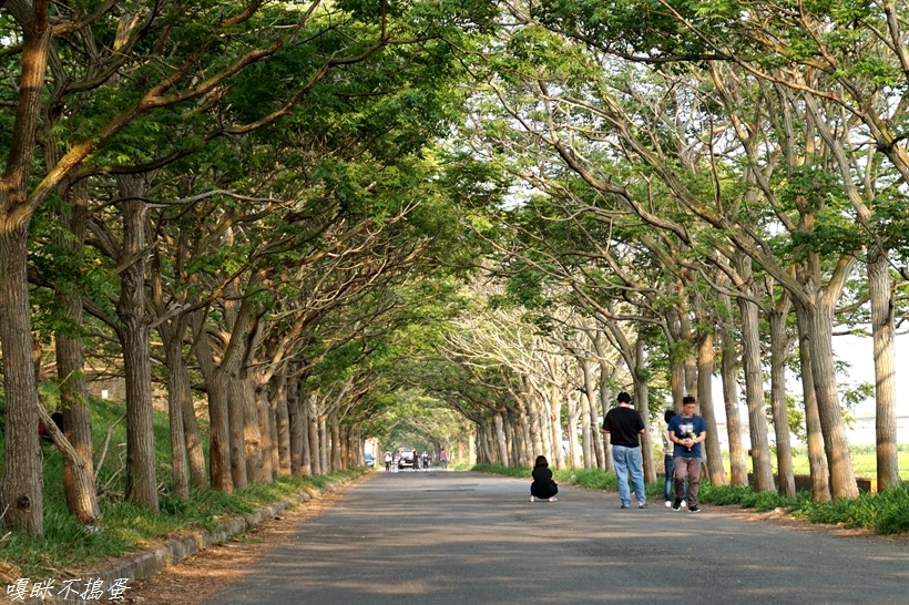 嘉義六腳鄉,苦楝隧道,朴子溪堤防,黃花風鈴,防汛道路,綠色隧道,單車逍遙旅,嘉義,苦楝樹,六腳,步道