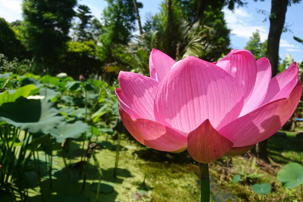 桃園觀音,桃園蓮花季,林家古厝,蓮池古宅,布袋戲,觀新藻礁,大王蓮花,賞花,親子,大王蓮,暑假,桃園,觀音,賞蓮,蓮花,桃園蓮花