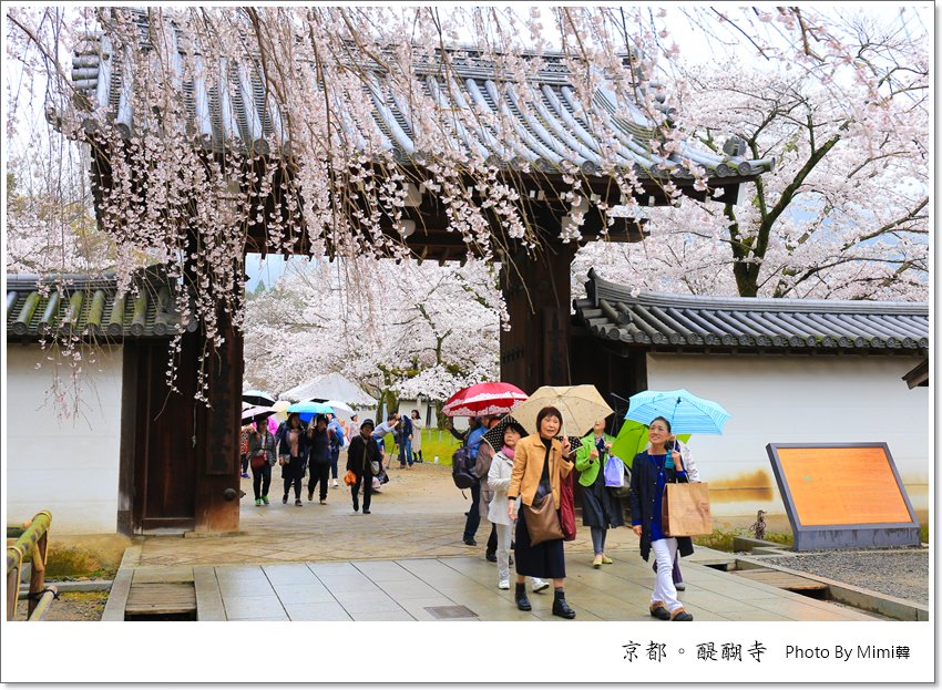 京都,賞櫻,醍醐寺,交通資訊,三寶院,靈寶館,五重塔,日本,世界文化遺產,櫻花