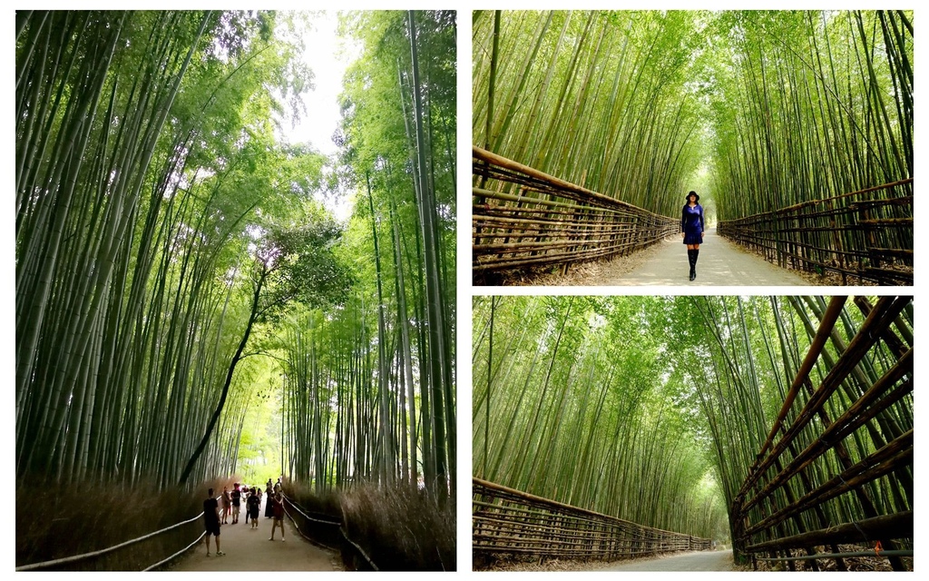 嵐山竹林,台版嵐山竹林隧道,苗栗泰安,烏嘎彥山區,京都嵯峨野,竹林小徑,嵐山小火車,日本,京都,關西,嵐山,竹林隧道,苗栗,泰安,烏嘎彥