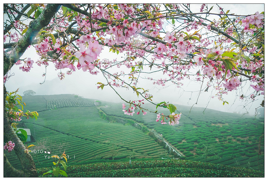 阿里山,石棹,茶園,櫻花,雲霧,吳鳳廟,琉璃光,嘉義,竹崎,櫻之道,春節,走春,過年,拍照,攝影,打卡,IG,林園製茶廠,步道,登山,雲海