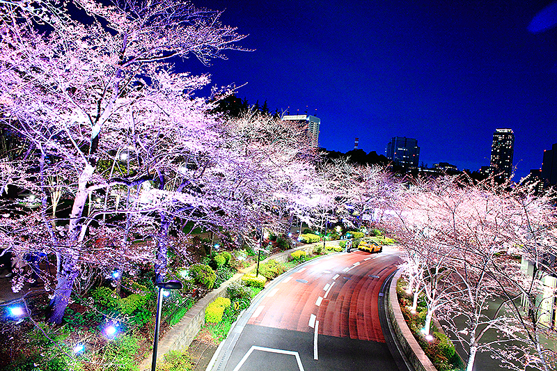 六本木之丘,六本木Hills夜櫻,毛利庭園,櫻坂通,櫻花隧道,Midtown Blossom,東京鐵塔,日本,櫻花,六本木,夜櫻,賞櫻,秘境,打卡,拍照,IG,hills,步道,瀑布,溪流