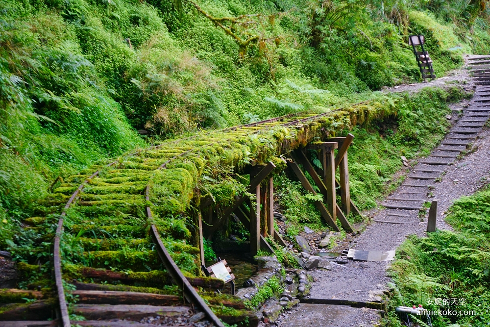 太平山森林遊樂區,見晴懷古步道,鳩之澤溫泉,太平山莊,楓葉步道,蹦蹦車,白嶺巨木,宜蘭,大同,太平山,森林遊樂區,鳩之澤,溫泉,泡湯,親子,森林系,鐵道,百岳,雲海,山屋,吊橋,古道,車站,鐵路,公園,遊樂