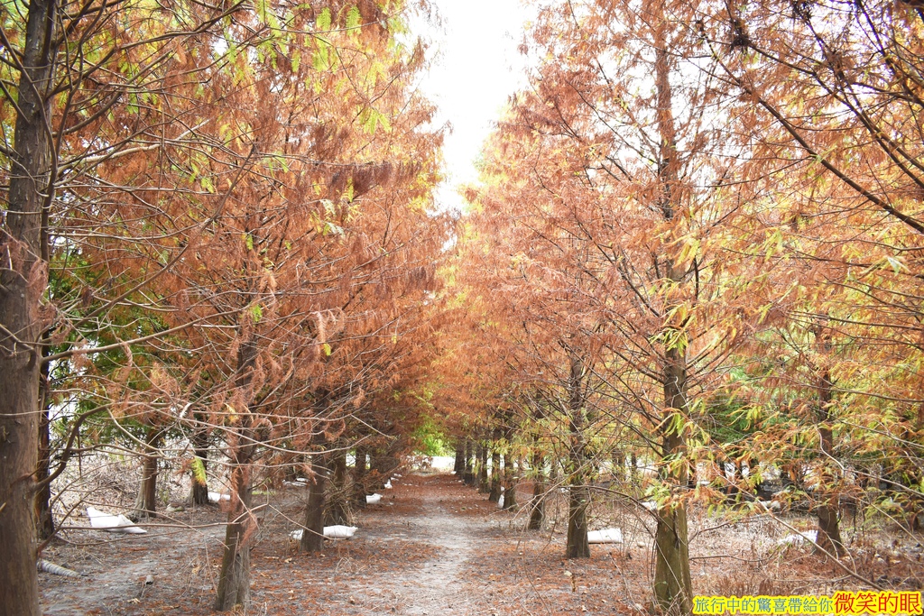 雲林林內|九芎落羽松秘境:隱藏田野中的私房秘境,數百棵落羽松漂亮又迷人! 九芎落羽松秘境,落羽松,台中花博,杉林溪賞楓,葫蘆墩公園,農田水利文物陳列館,Google導航,雲林,林內,九芎落羽松,秘境,林內景點,雲林景