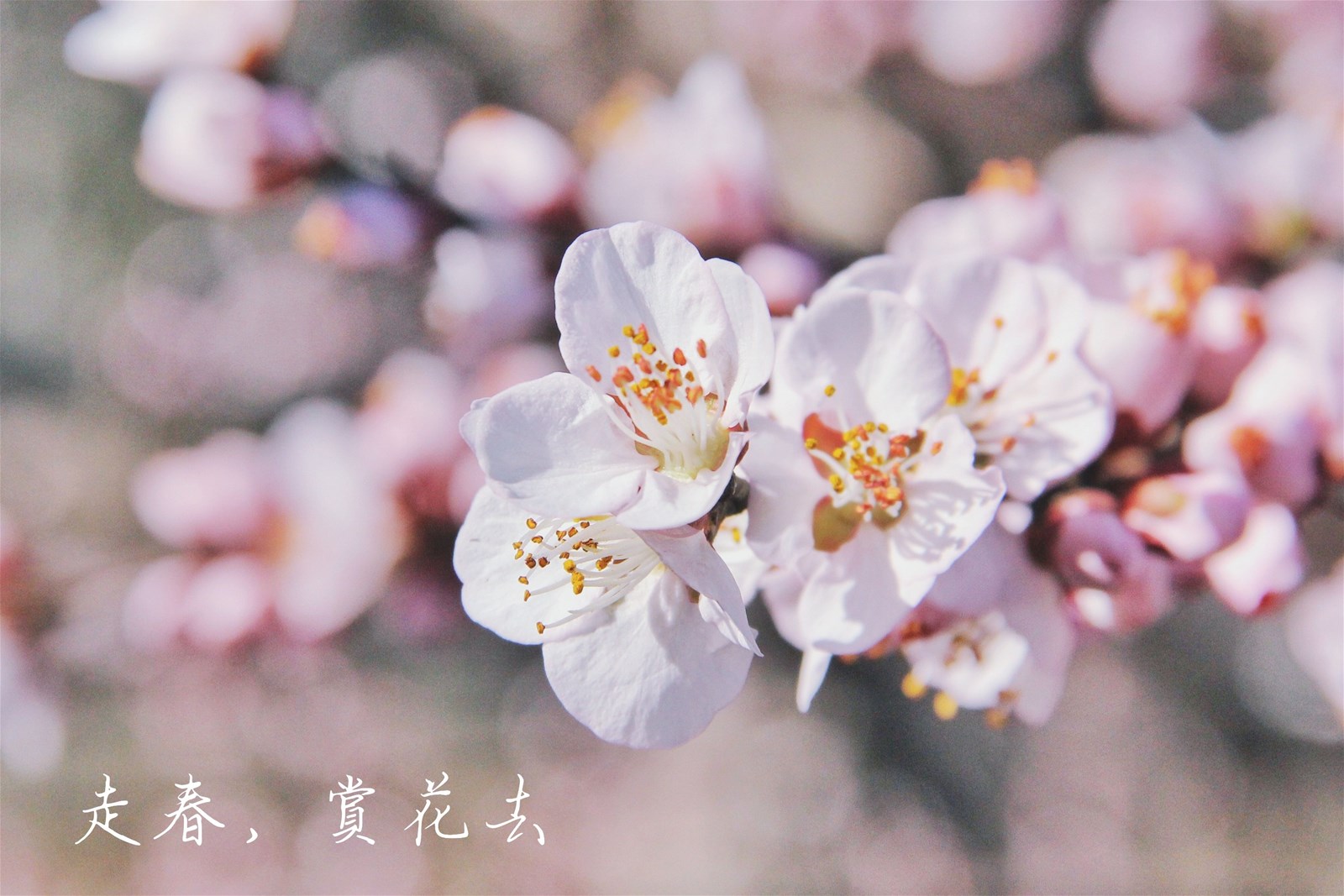 櫻花季,花海節,鬱金香花節,炮仗花步道,波斯菊,油菜花,走春,懶人包,春節,過年,年假,花海,賞花,櫻花,台北,內湖,新北,烏來,苗栗,銅鑼,炮仗花,台中,中社,武陵農場,雲林,莿桐,鬱金香,嘉義,太保,屏東,霧台,台東,二層坪水橋,池上,伯朗大道,花季