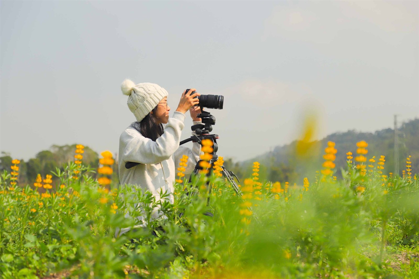 桃園龍潭,魯冰花,一望無際花海,金黃美景,茶園,網美拍照景點,春節走春,桃園,龍潭,賞花,花海,打卡,拍照,IG,過年,走春,大北坑,和窯文創園區,三水社區活動中心,春節,三水水土保持戶外教室,三水