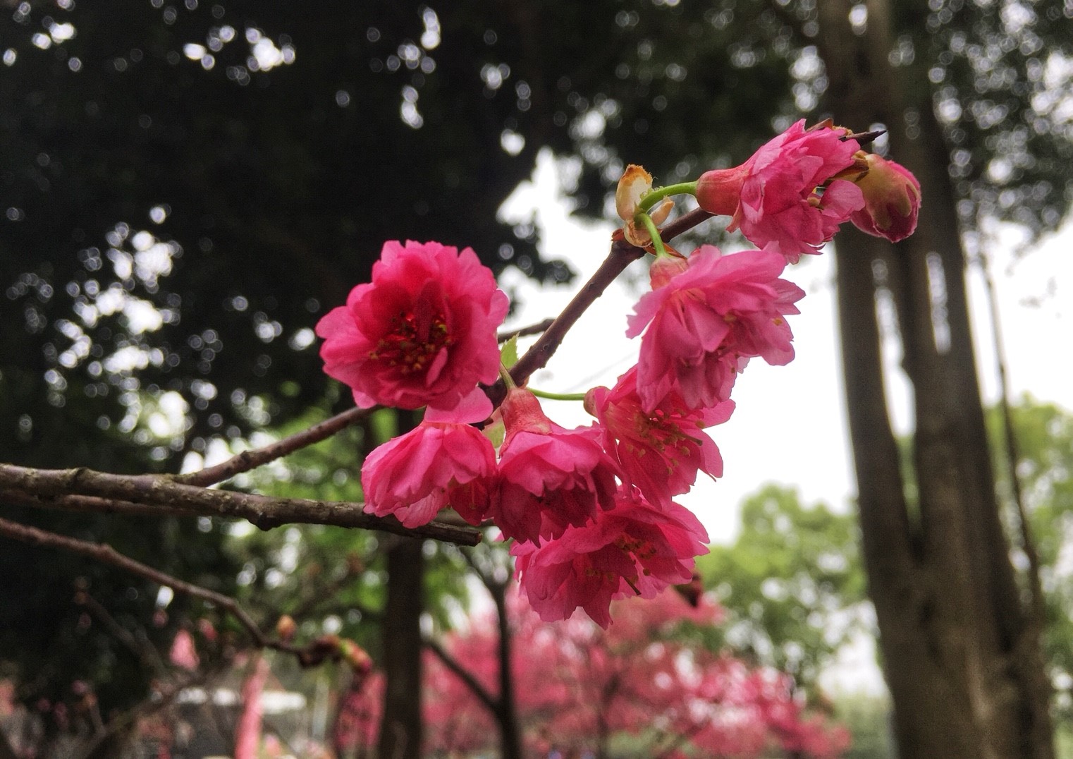中壢,莒光公園,櫻花盛開,緋寒櫻,八重櫻,野餐,都會區,桃園,賞櫻