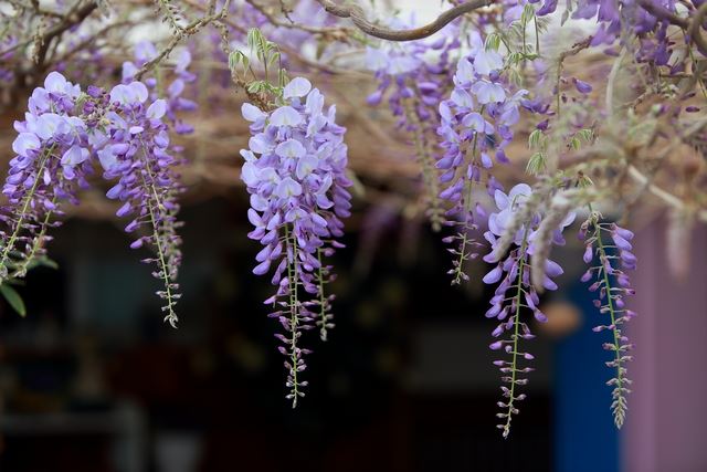 嘉義,紫藤花季,瑞里,青年嶺步道,雲潭瀑布,綠色隧道,螢火蟲觀賞,阿里山,梅山,步道,青年嶺環狀步道,燕子崖,蝙蝠洞,圓潭生態園區,太興岩步道,茶園,竹林,螢火蟲,花海,秘境,懶人