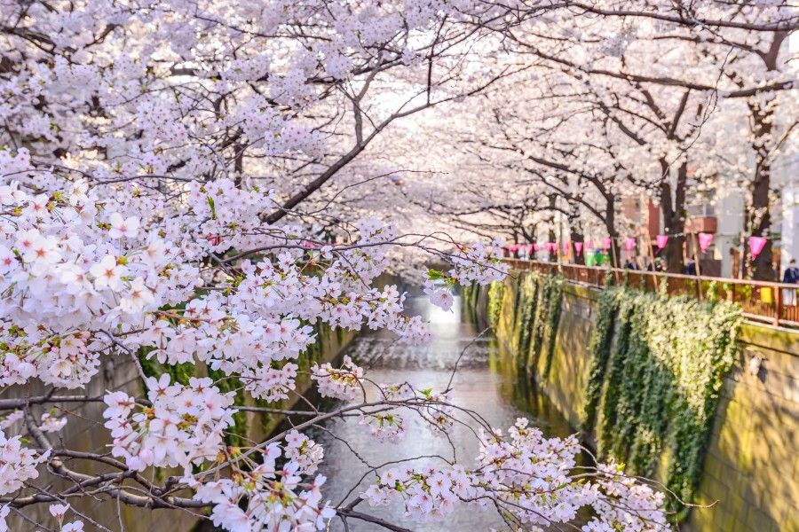 櫻花景點,東京,京都,賞櫻,櫻花花期,夜櫻,一日遊,日本,富士山,隅田川,千鳥淵公園,皇居護城河區,北之丸公園,增上寺,芝公園,靖國神社,井之頭恩賜公園,上野恩賜公園,清水寺,哲學之道,嵐山,醍醐寺,仁和寺,岡崎十石舟,平安神宮,祇園白川,日本賞櫻,車站,小火車,美術館,動物