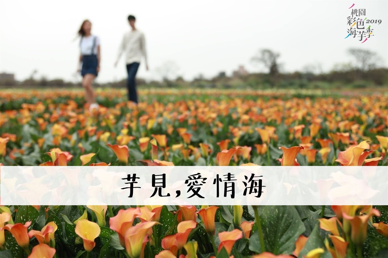 桃園│2019桃園彩色海芋季,相約芋見愛情海~ 桃園彩色海芋季,芋見愛情海,巴洛克式圖騰,DIY體驗,農事體驗,浪漫香氛,花壽司,桃園,海芋,大園,溪海花卉園區,花海,期間限定,打卡