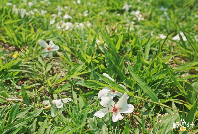 牛耳藝術渡假村,油桐花季,木生昆蟲博物館,南村社區,桐花祭,寵物友善,親子友善,南投,埔里,蝴蝶,兩天一夜,一日遊,生態,茭白筍,農事體驗,農村,風味餐,小鎮漫遊