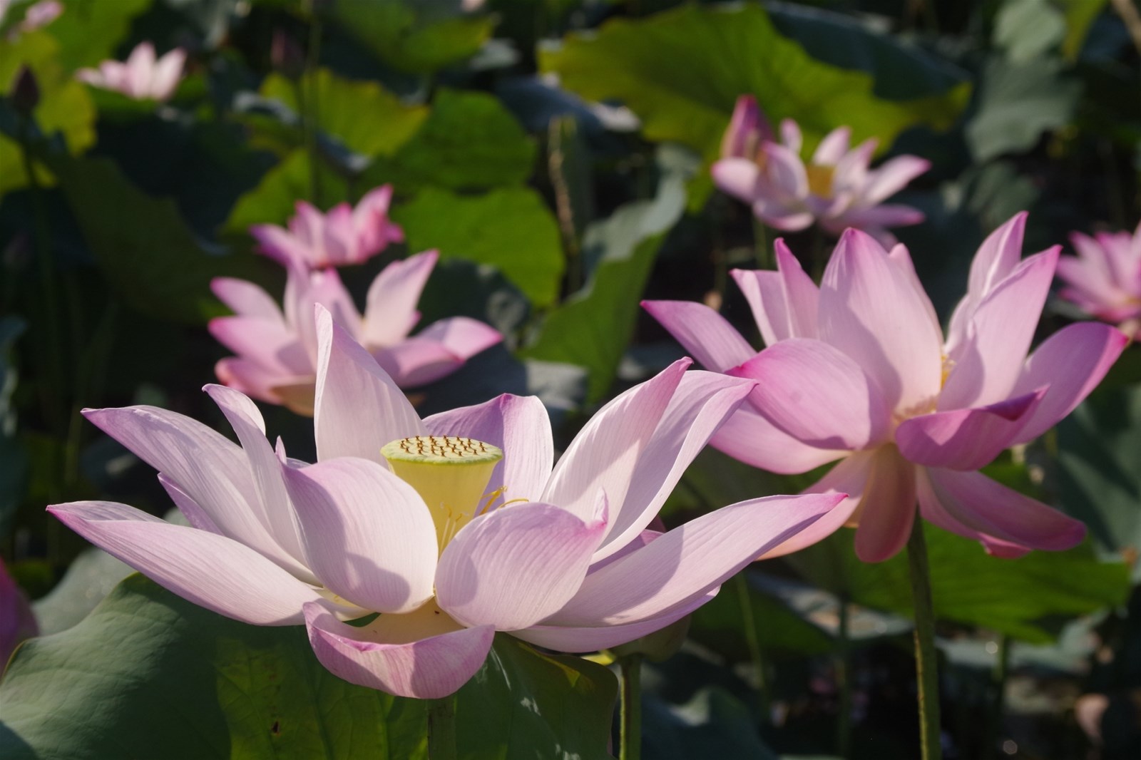 白河蓮花季,蓮田風光攝影,蓮花寫生,蓮子品嘗會,香蓮茶道示範,彩繪蓮花,白河水庫,台南白河,蓮花嘉年華,蓮鄉,蓮花