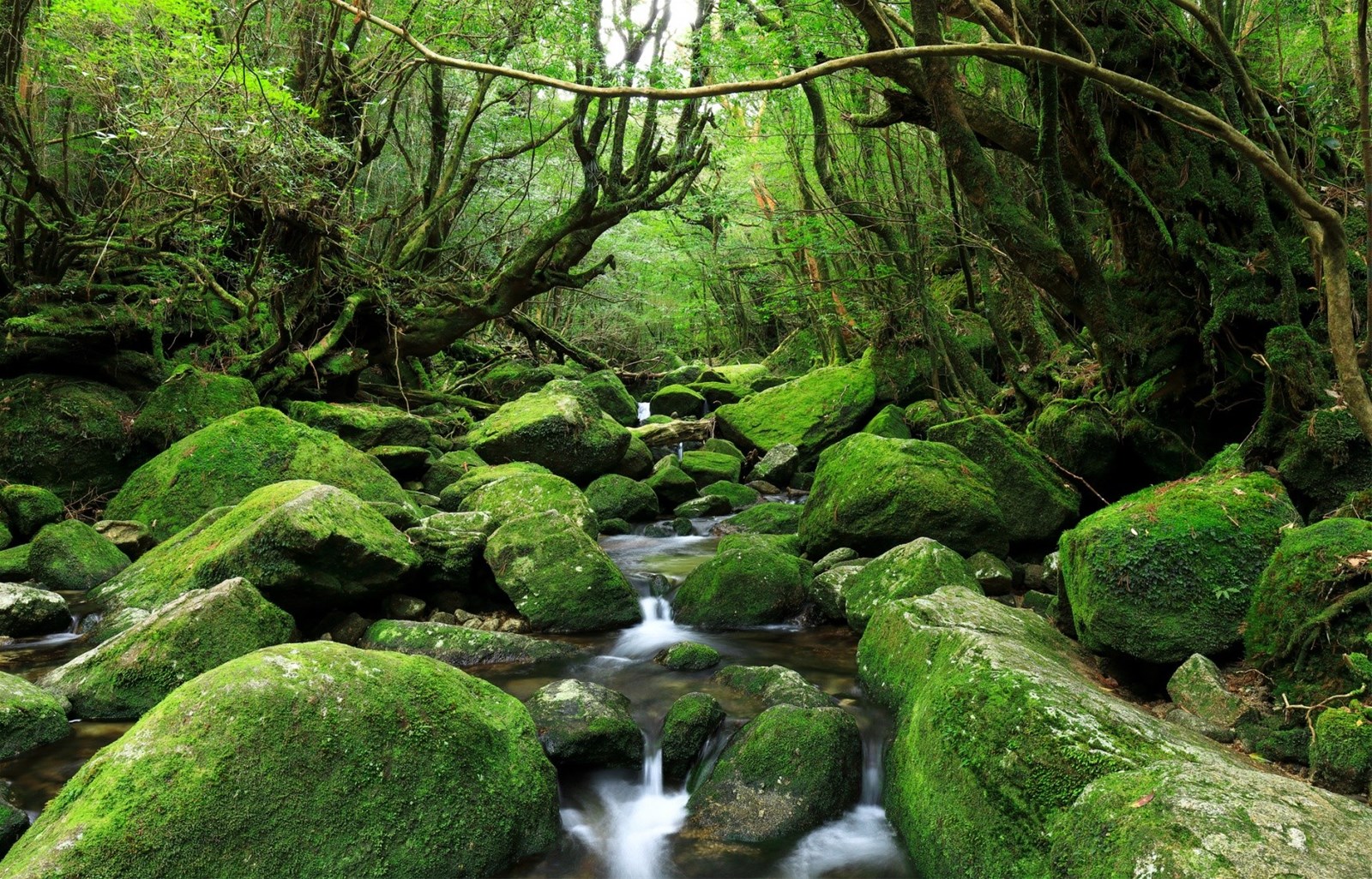 屋久島,白谷雲水峽,繩文杉,宮崎駿,自然遺產,永田海岸,平内海中溫泉,日本,九州,鹿兒島,世界自然遺產,平內海中溫泉,森林,神木,沙灘,港口