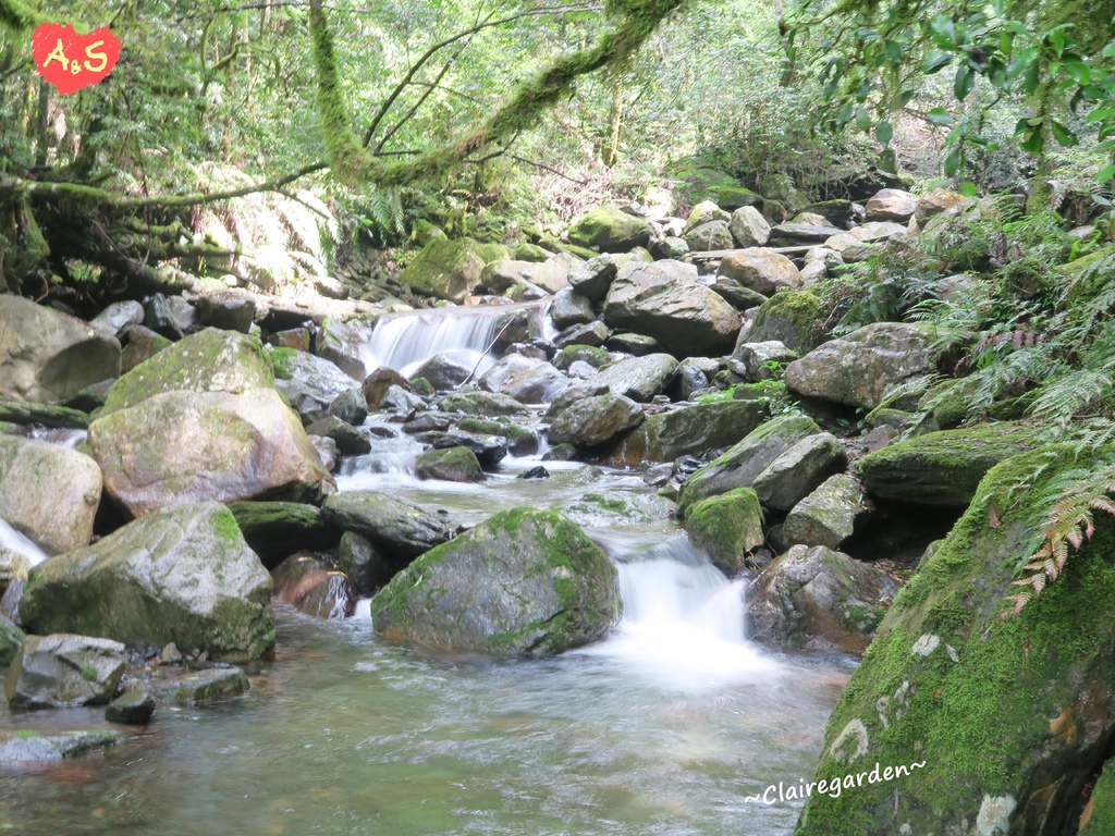 司馬庫斯,巨木登山道,原住民文化,黃金水蜜桃,神木群,戶外探險,芬多精,新竹,尖石,台版奧入瀨溪流,神木,登山,巨木群,玉峰,上帝的部