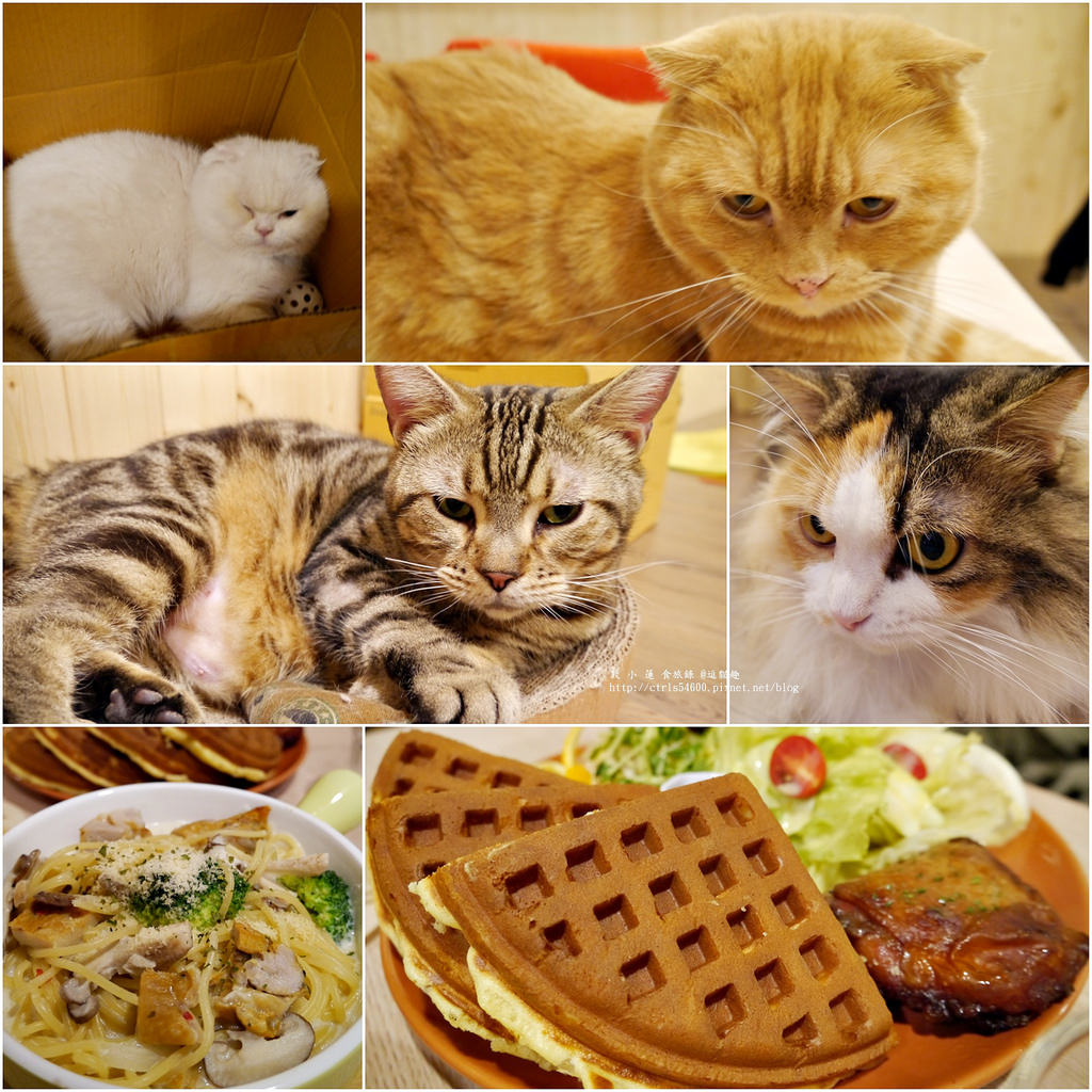 寵物餐廳,逗貓趣,貓咪,高雄,簡餐,義大利麵,咖啡,鼓山,Funny Cat,咖啡館,喵星人,貓奴