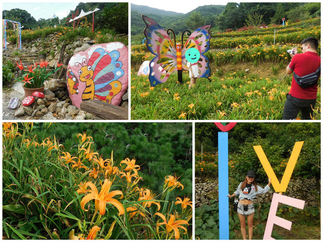 陽明山,竹子湖,金針花海,故鄉農場,田園樂趣,自然美景,瓜田菜園,台北,金針花,花海,季節限定,親子