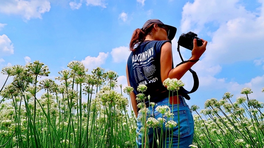 大溪韭菜花田,季節限定景點,純白花海,拍美照好去處,中新里韭菜花田,大溪區,賞花景點,桃園,大溪,韭菜花,花田,季節限定,九月雪,中新里,公園