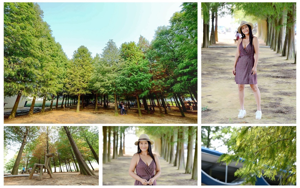 南投落羽松秘境,139縣道落羽松,八卦路落羽松,南投風景區,秋季景點,IG打卡熱點,私人開放景點,南投,落羽松,139縣道,八卦路,南投落羽松,拍照,打卡,IG,森林,秘境,落羽松森