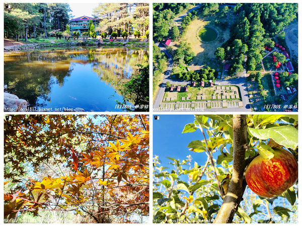 福壽山農場,達觀亭,天池,露營區,鴛鴦湖景觀步道,蘋果屋,蘋果王,台中,和平,鴛鴦湖,楓葉,賞楓,空拍,紅葉