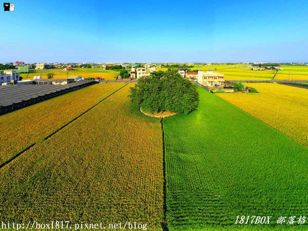 彰化縣,竹塘雙色稻田,季節限定,鄉村美景,農田,空拍景點,大榕樹,彰化,竹塘,光明路,雙色稻田,空拍,拍照,打卡