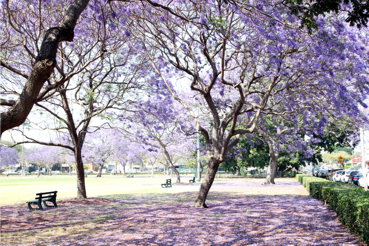 藍花楹,昆士蘭大學,新農場公園,昆士蘭科技大學,Grafton小鎮,Jacaranda Festival,布里斯本,澳洲,昆士蘭,Botanic Gardens 植物園