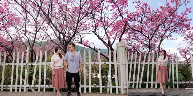 平菁街42巷櫻花,陽明山,櫻花季,賞櫻景點,2020春遊,櫻花花況,台北景點,台北,平菁街,42巷,櫻花,賞櫻,拍照,打卡,IG,花海