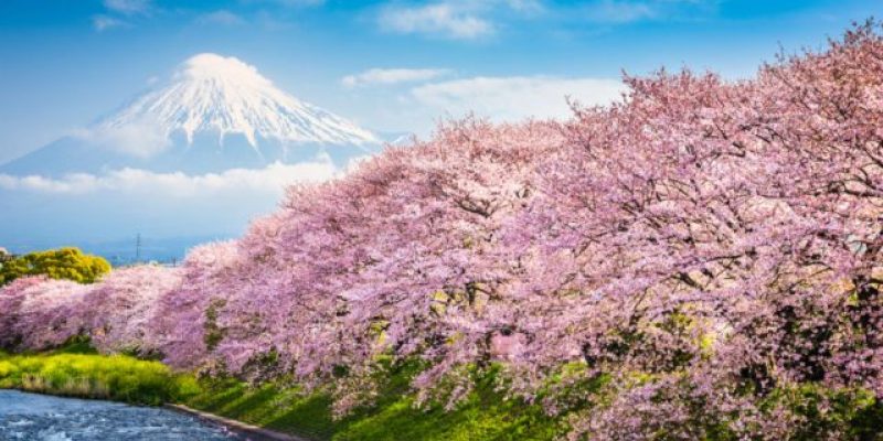 賞櫻景點,櫻花季,櫻花隧道,櫻花大道,賞花勝地,櫻花雨,櫻花相逢館,日本,韓國,泰國,德國,波昂,清邁,大阪,京都,鎮海,慶尚南道,淀川河川公園,坤昌阡,毛馬櫻之宮公園,賞櫻,車站,鐵道,市集,花海,花季,懶人