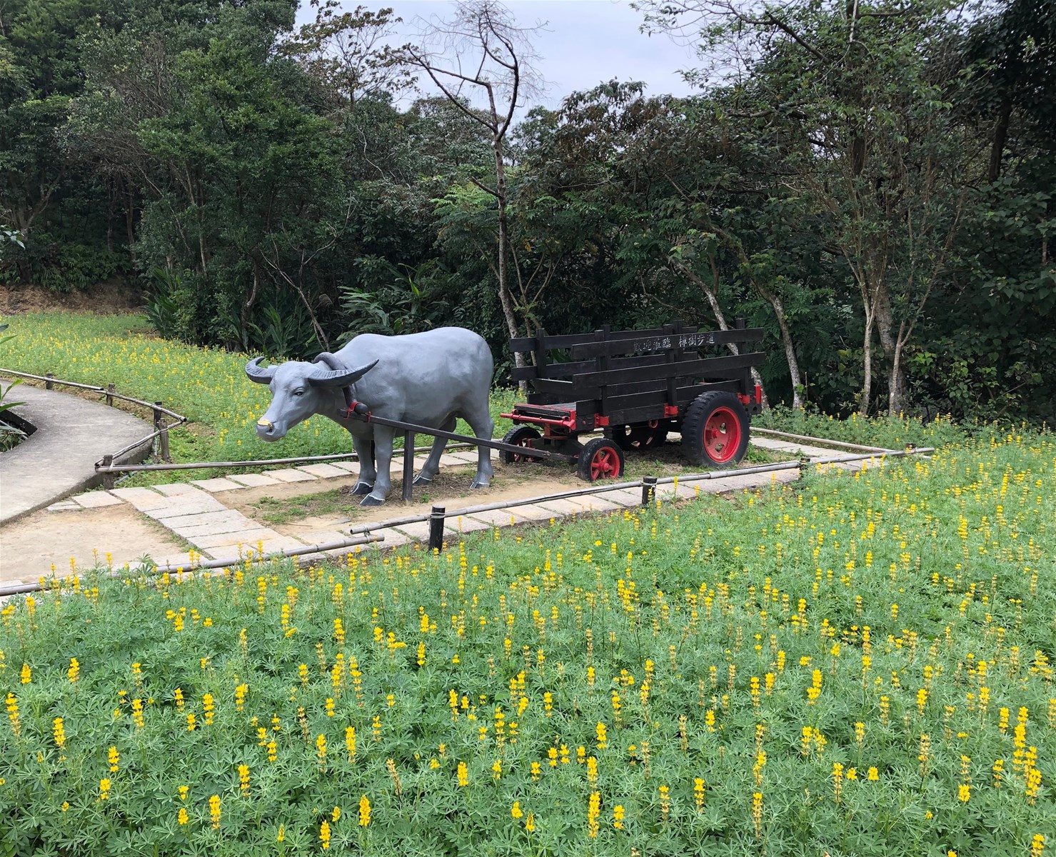 灑落茶園的繁星!全台三大金黃魯冰花海看這裡! 魯冰花海,台北貓空樟樹步道,桃園龍潭大北坑休閒農業區,苗栗八甲茶區,戀戀魯冰花活動,賞花活動,茶園體驗,台北,貓空,木柵,魯冰花,桃園,龍潭,大北坑休閒農業區,戀戀魯冰花,苗栗,八甲茶區,苗栗市茶文化園區,花海,花季