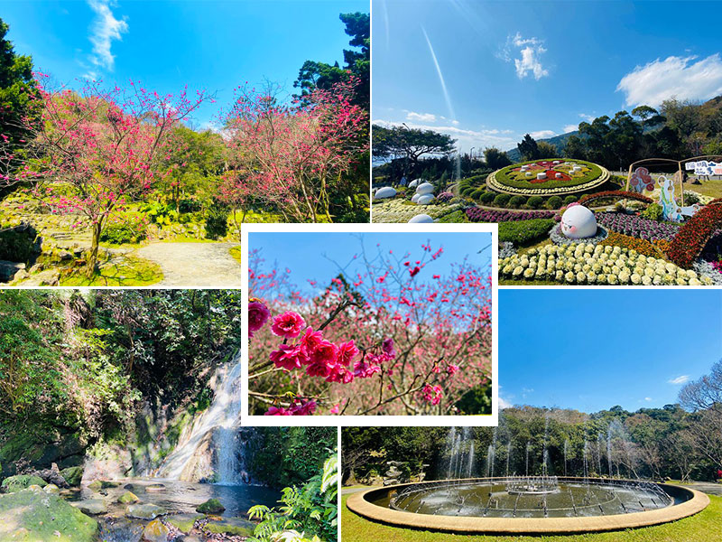 陽明山花季,八重櫻,昭和櫻,吉野櫻,平戶杜鵑,陽明公園,花卉試驗中心,台北,士林,陽明山,櫻花,賞櫻,交通,銀髮