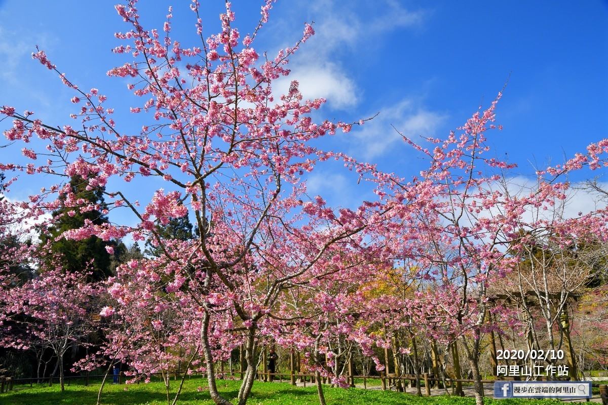 阿里山花季,石棹櫻之道,瑞里紫藤花季,阿里山國家風景區,綠盈農場,佳鶯風味餐,落羽松秘境,嘉義,阿里山,櫻花,紫藤,梅山,瑞里,中埔,秘境,打卡,親子景點,花海