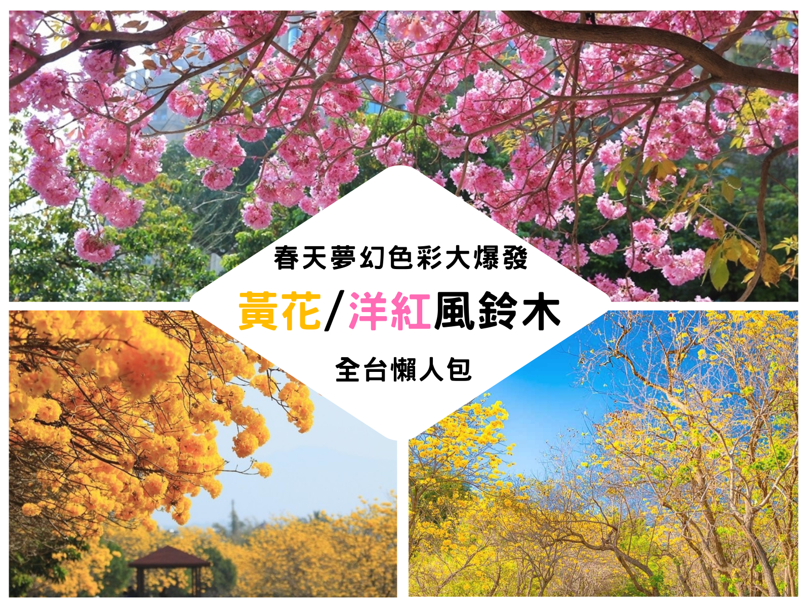 黃花風鈴木,洋紅風鈴木,懶人包,台中,嘉義,台南,賞花地點,風鈴木,花海,黃金風鈴木,彰化,花蓮,高雄,賞花