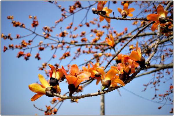 彰化木棉花道,東螺西岸木棉花,2020彰化木棉花季,竹塘木棉花道,二林鎮,賞花秘境,母親河畔,彰化,二林,木棉花,東螺西岸木棉花道,拍照,二林木棉花道,花季