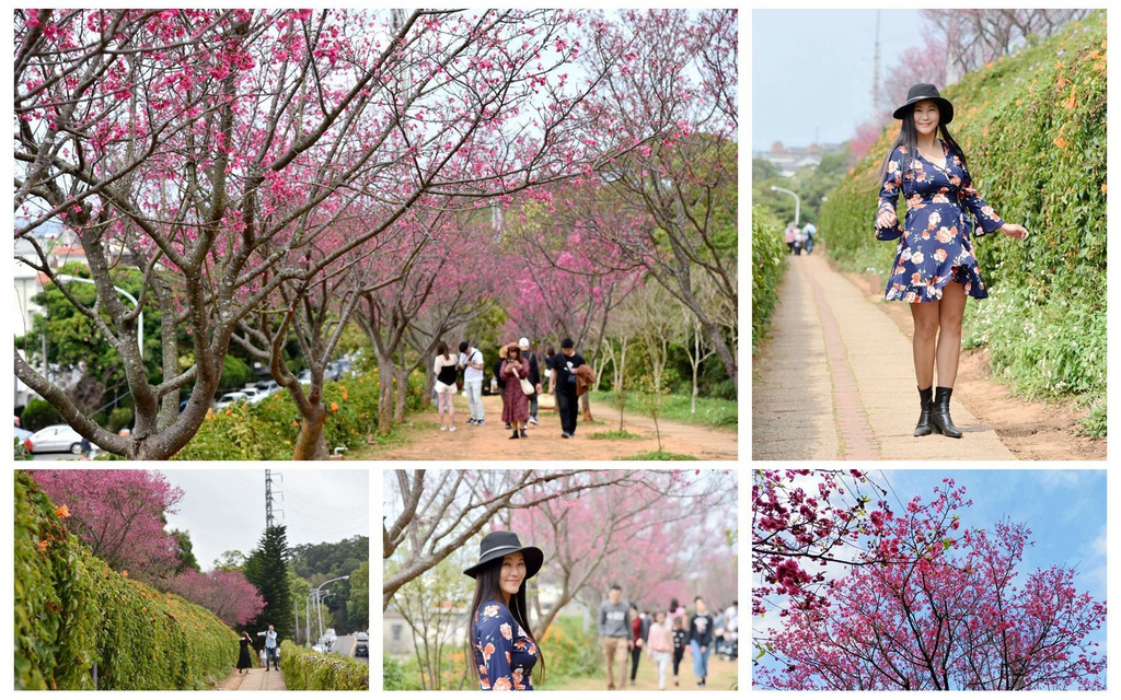 銅鑼環保公園,炮仗花步道,八重櫻隧道,苗119線道,桐花,杭菊,苗栗銅鑼,苗栗,銅鑼,炮仗花,櫻花隧道,花海,花海瀑布,花瀑,打卡,拍照,IG,炮仗花海公園,步道,鐵道,鐵路,花季